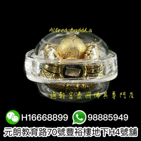 屈班帕（老虎廟）2558年 老虎抱糖：圖片 5